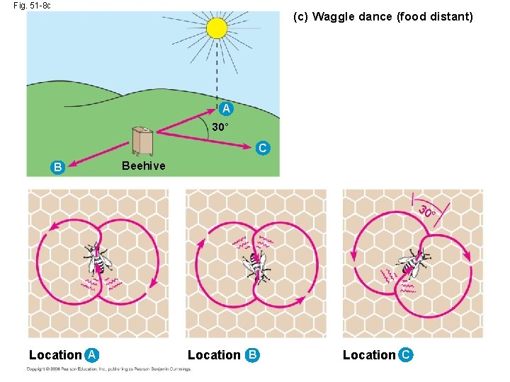 Fig. 51 -8 c (c) Waggle dance (food distant) A 30° C B Beehive