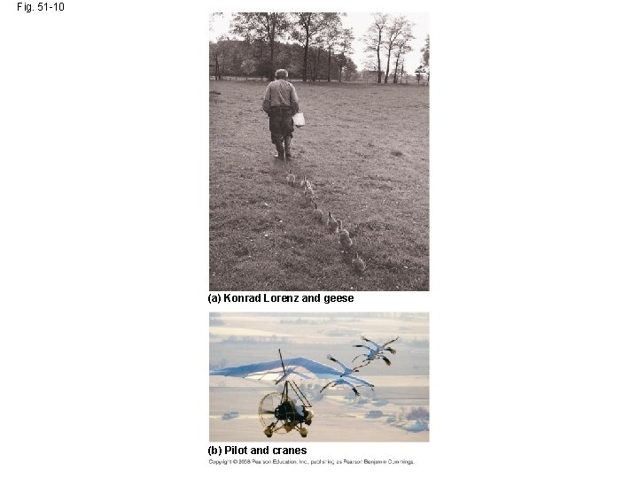 Fig. 51 -10 (a) Konrad Lorenz and geese (b) Pilot and cranes 