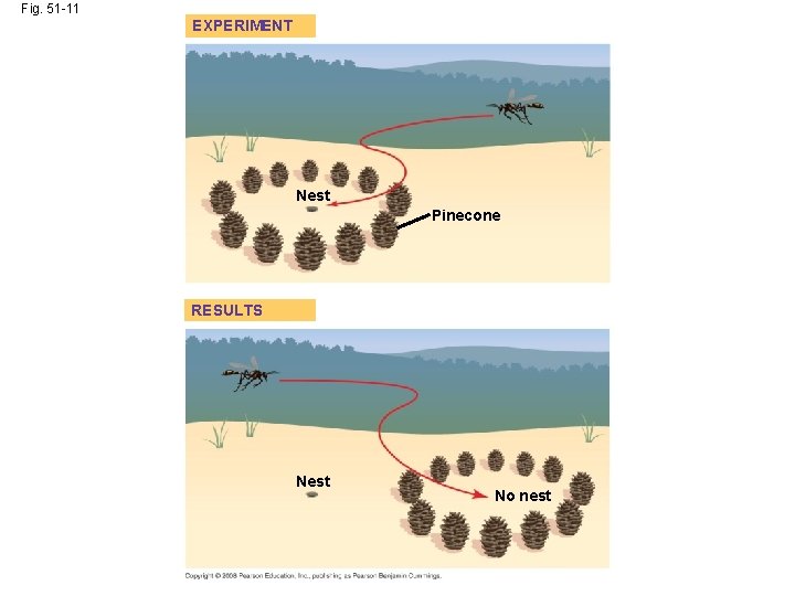 Fig. 51 -11 EXPERIMENT Nest Pinecone RESULTS Nest No nest 