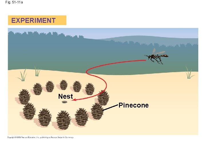 Fig. 51 -11 a EXPERIMENT Nest Pinecone 