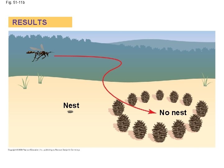 Fig. 51 -11 b RESULTS Nest No nest 