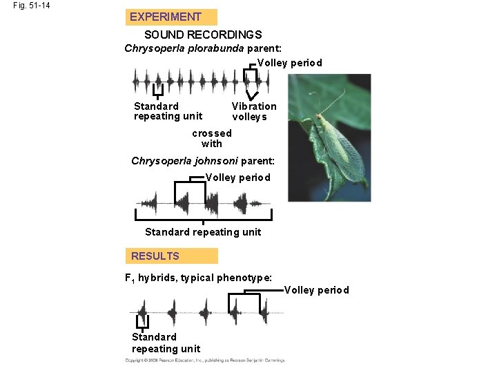 Fig. 51 -14 EXPERIMENT SOUND RECORDINGS Chrysoperla plorabunda parent: Volley period Standard repeating unit