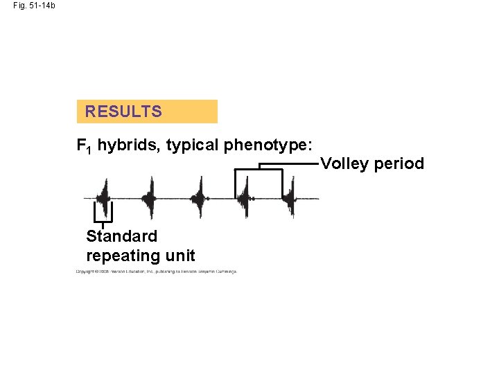 Fig. 51 -14 b RESULTS F 1 hybrids, typical phenotype: Standard repeating unit Volley