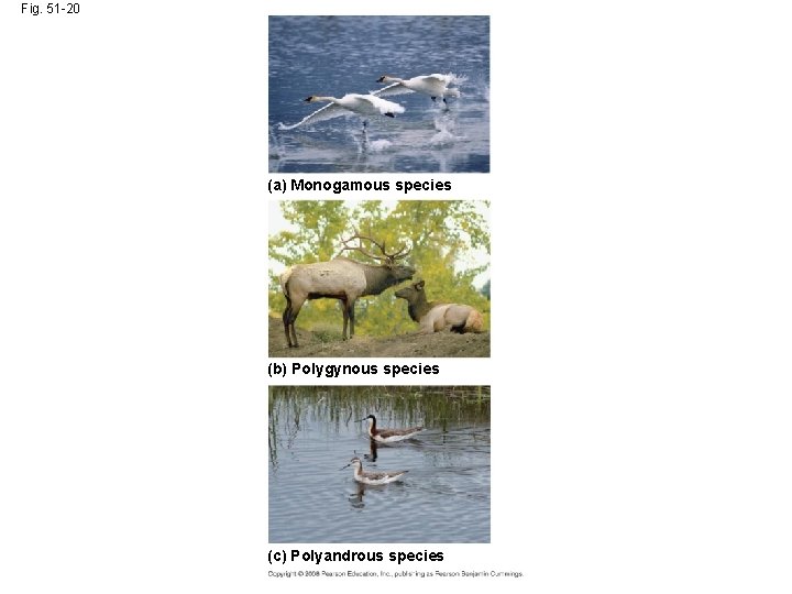 Fig. 51 -20 (a) Monogamous species (b) Polygynous species (c) Polyandrous species 