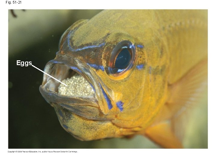 Fig. 51 -21 Eggs 