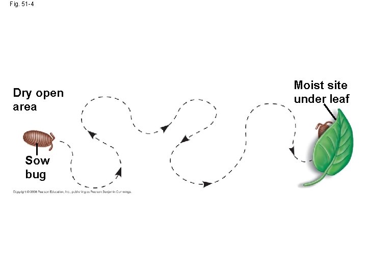 Fig. 51 -4 Dry open area Sow bug Moist site under leaf 