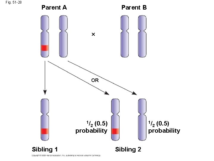 Fig. 51 -28 Parent A Parent B OR 1/ (0. 5) probability Sibling 1