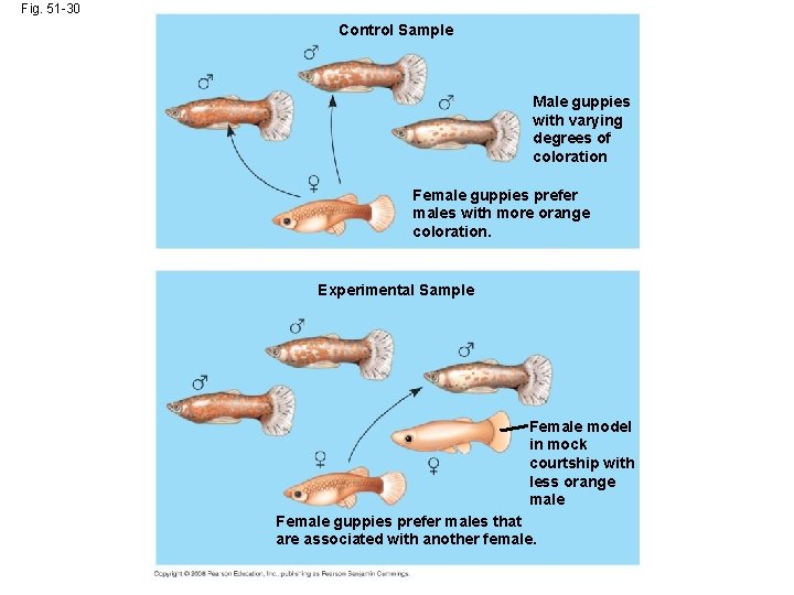 Fig. 51 -30 Control Sample Male guppies with varying degrees of coloration Female guppies