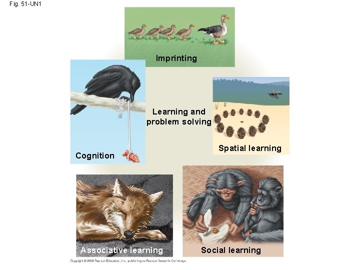 Fig. 51 -UN 1 Imprinting Learning and problem solving Cognition Associative learning Spatial learning