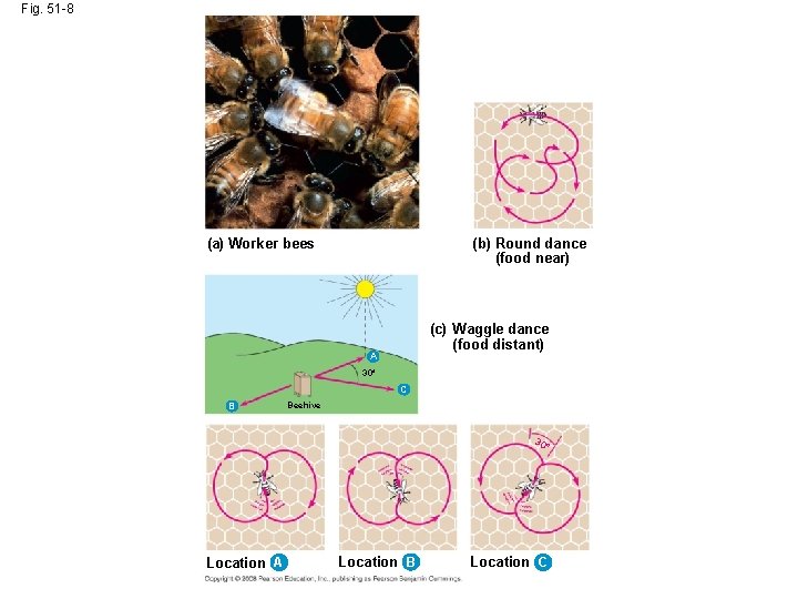 Fig. 51 -8 (a) Worker bees (b) Round dance (food near) (c) Waggle dance