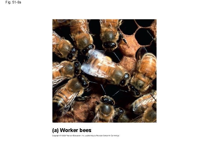 Fig. 51 -8 a (a) Worker bees 