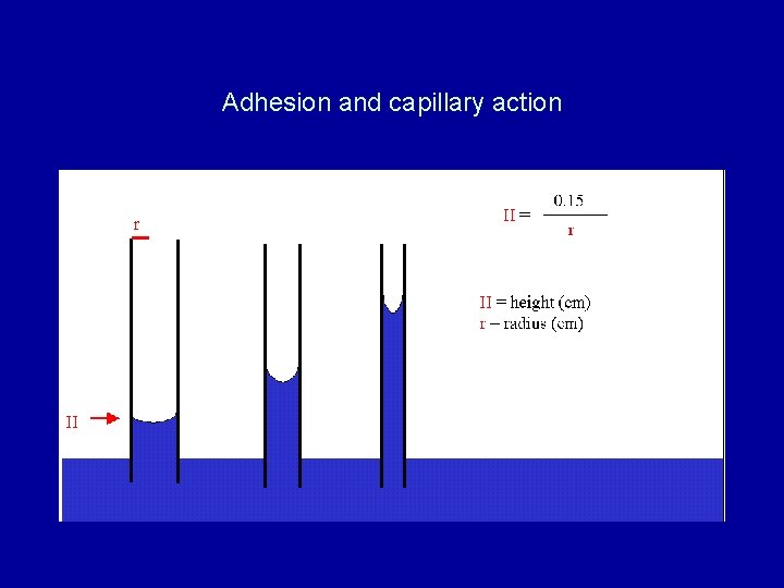 Adhesion and capillary action 