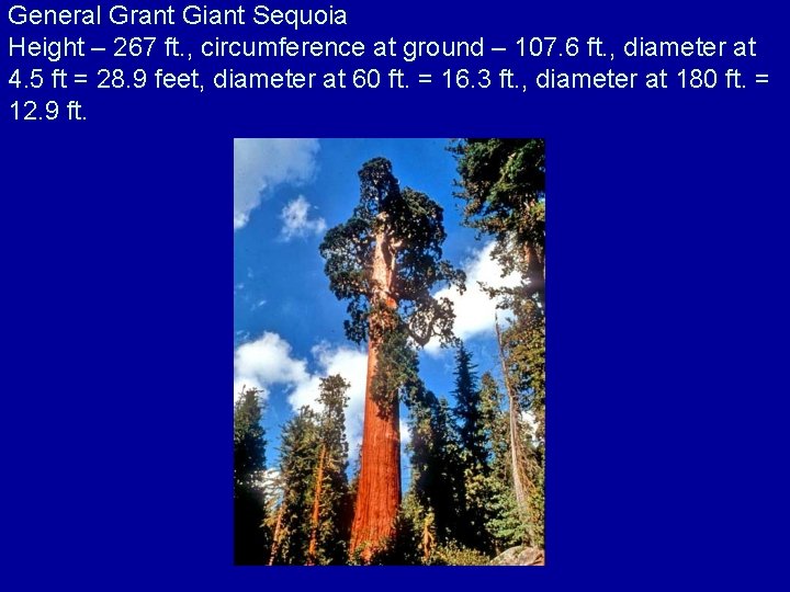 General Grant Giant Sequoia Height – 267 ft. , circumference at ground – 107.