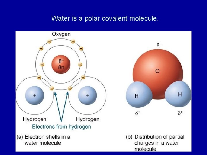Water is a polar covalent molecule. 