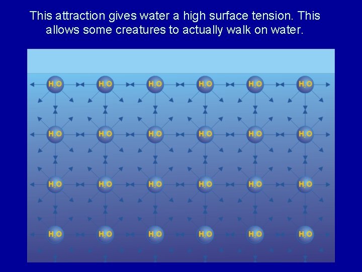 This attraction gives water a high surface tension. This allows some creatures to actually