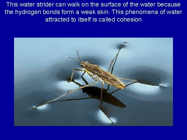 This water strider can walk on the surface of the water because the hydrogen