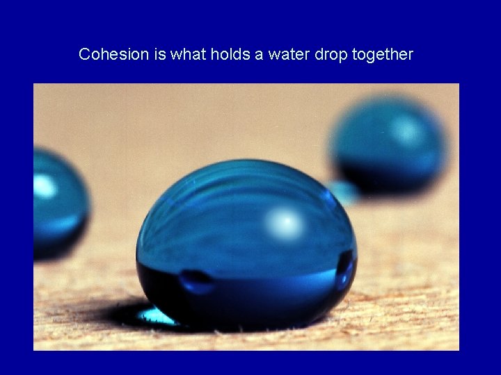 Cohesion is what holds a water drop together 