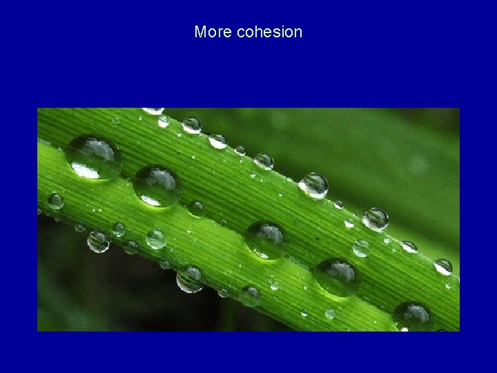 More cohesion 
