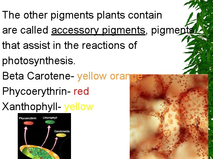 The function and Structure of Chloroplasts Photosynthesis I