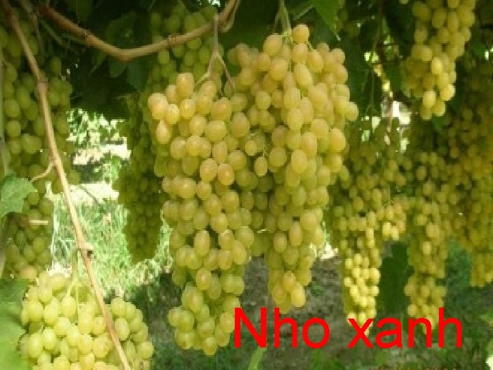 Nho xanh 