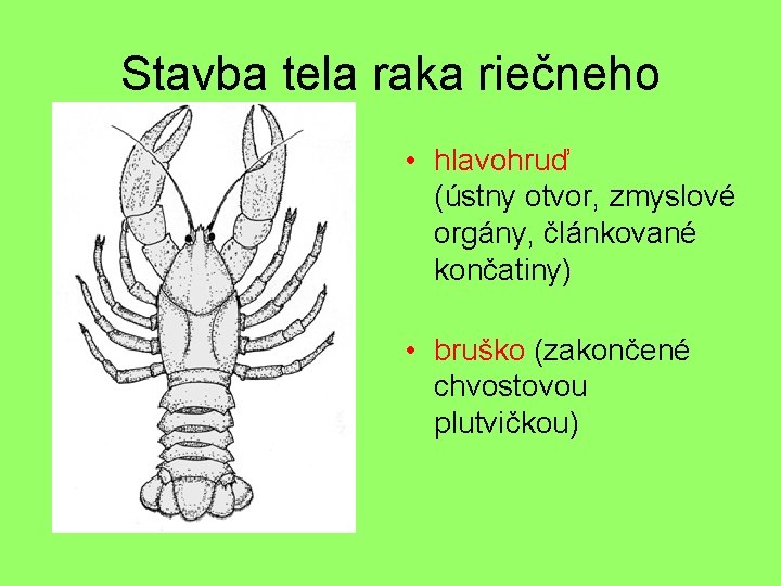 Stavba tela raka riečneho • hlavohruď (ústny otvor, zmyslové orgány, článkované končatiny) • bruško