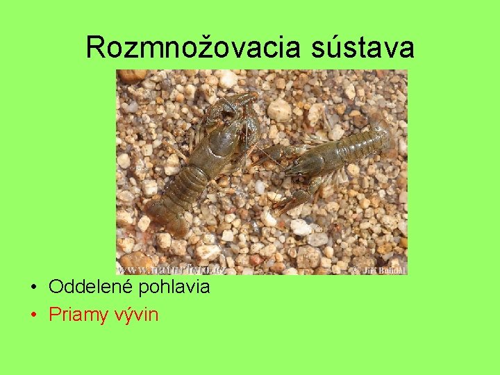 Rozmnožovacia sústava • Oddelené pohlavia • Priamy vývin 