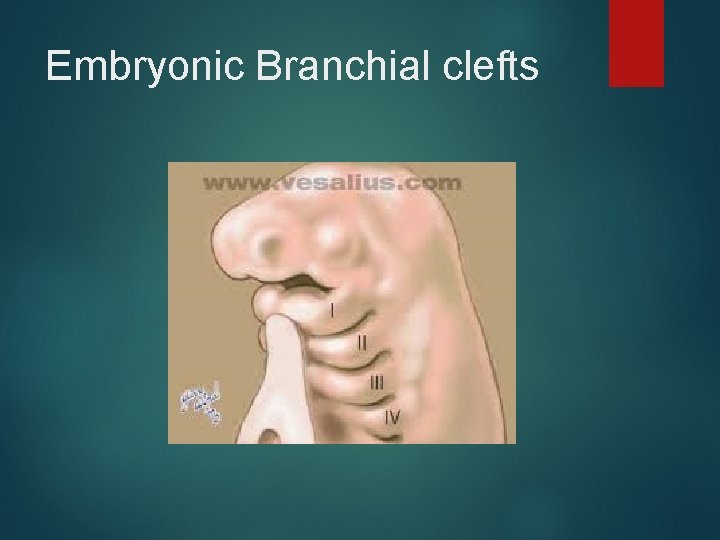 Embryonic Branchial clefts 