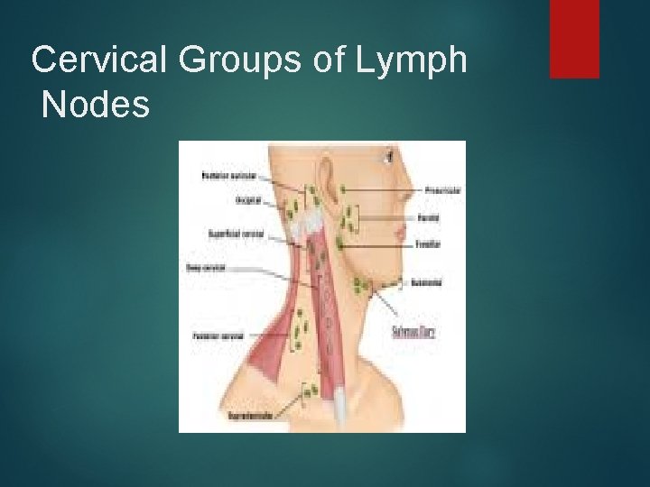 Cervical Groups of Lymph Nodes 