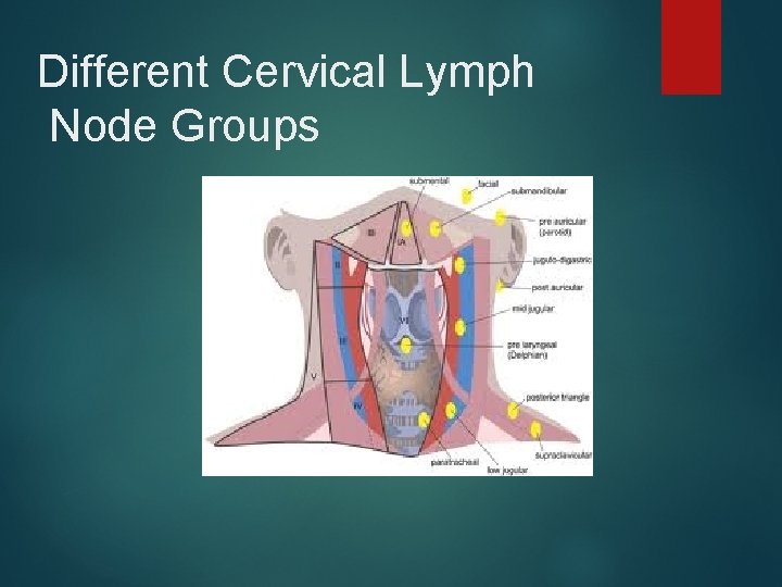 Different Cervical Lymph Node Groups 