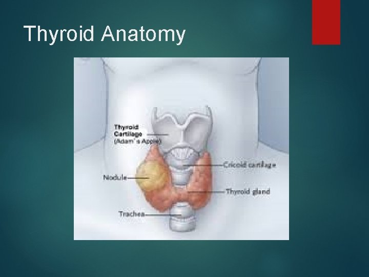 Thyroid Anatomy 