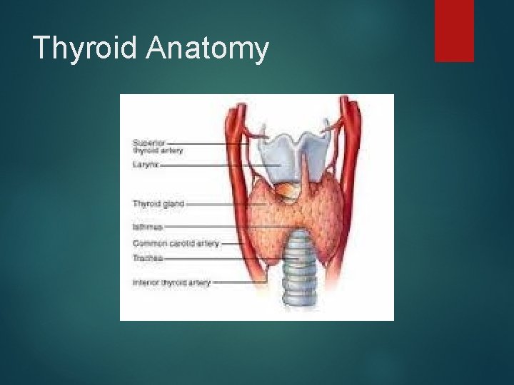 Thyroid Anatomy 