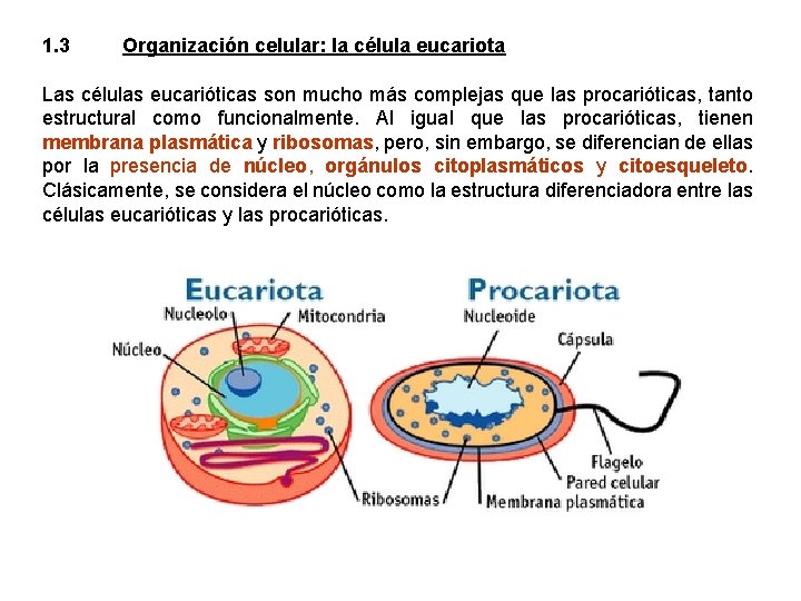 1. 3 Organización celular: la célula eucariota Las células eucarióticas son mucho más complejas