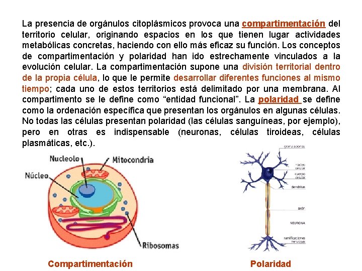 La presencia de orgánulos citoplásmicos provoca una compartimentación del territorio celular, originando espacios en