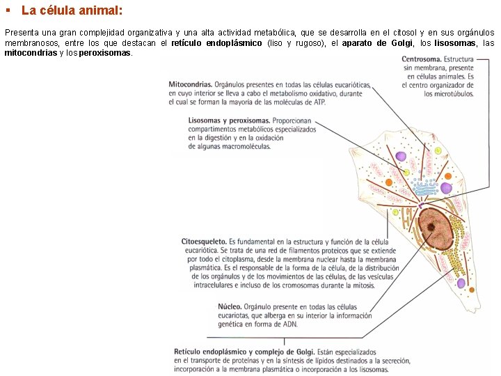 § La célula animal: Presenta una gran complejidad organizativa y una alta actividad metabólica,