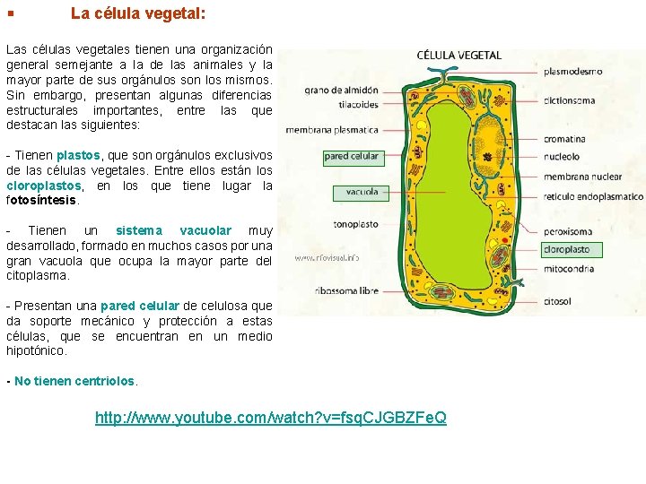  La célula vegetal: Las células vegetales tienen una organización general semejante a la