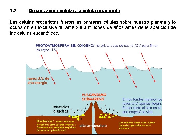 1. 2 Organización celular: la célula procariota Las células procariotas fueron las primeras células