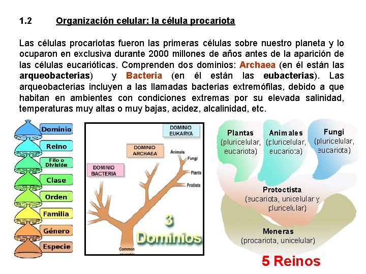 1. 2 Organización celular: la célula procariota Las células procariotas fueron las primeras células