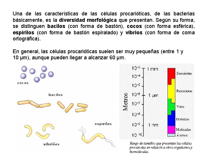 Una de las características de las células procarióticas, de las bacterias básicamente, es la
