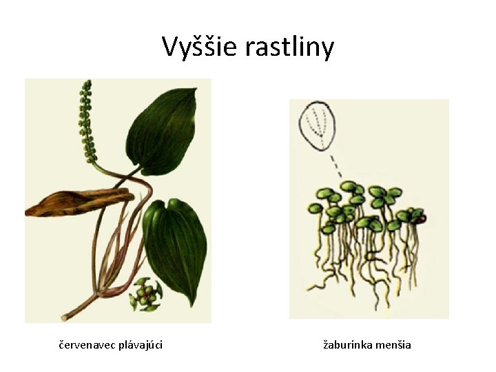 Vyššie rastliny červenavec plávajúci žaburinka menšia 