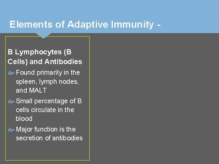 Elements of Adaptive Immunity B Lymphocytes (B Cells) and Antibodies Found primarily in the