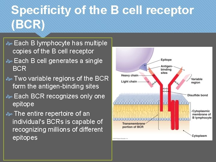 Specificity of the B cell receptor (BCR) Each B lymphocyte has multiple copies of