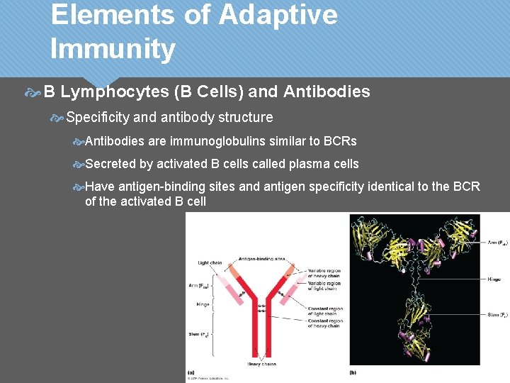 Elements of Adaptive Immunity B Lymphocytes (B Cells) and Antibodies Specificity and antibody structure