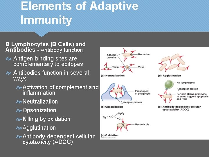 Elements of Adaptive Immunity B Lymphocytes (B Cells) and Antibodies - Antibody function Antigen-binding