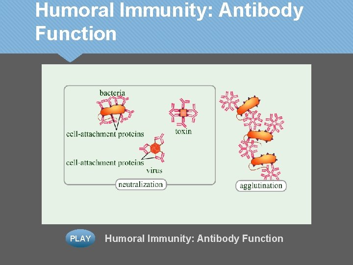 Humoral Immunity: Antibody Function PLAY Humoral Immunity: Antibody Function 