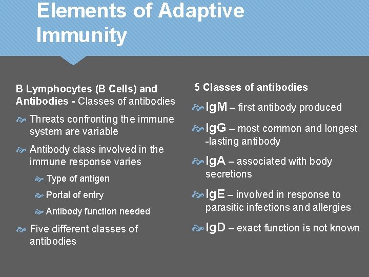 Elements of Adaptive Immunity B Lymphocytes (B Cells) and Antibodies - Classes of antibodies