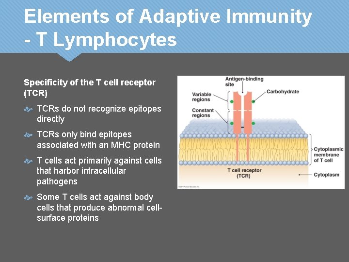 Elements of Adaptive Immunity - T Lymphocytes Specificity of the T cell receptor (TCR)
