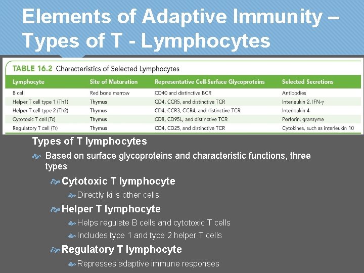 Elements of Adaptive Immunity – Types of T - Lymphocytes Types of T lymphocytes