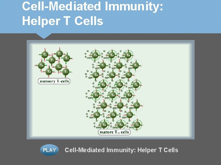 Cell-Mediated Immunity: Helper T Cells PLAY Cell-Mediated Immunity: Helper T Cells 