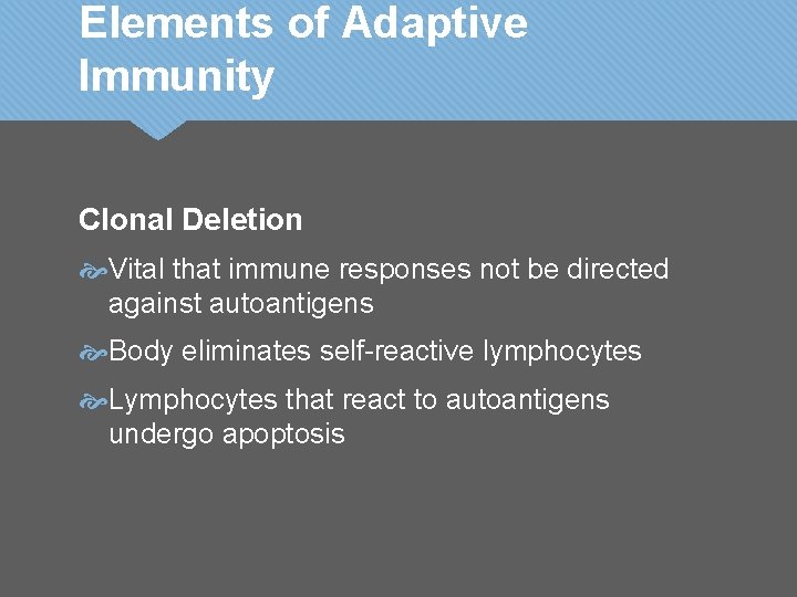 Elements of Adaptive Immunity Clonal Deletion Vital that immune responses not be directed against