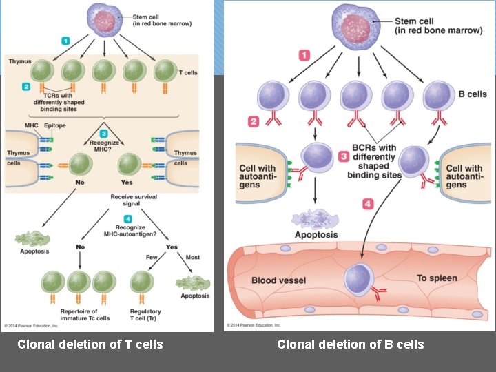 Clonal deletion of T cells Clonal deletion of B cells 